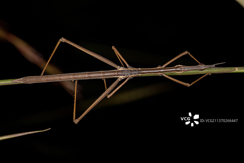 成年螳螂在黑色背景枝干上的特写图片素材