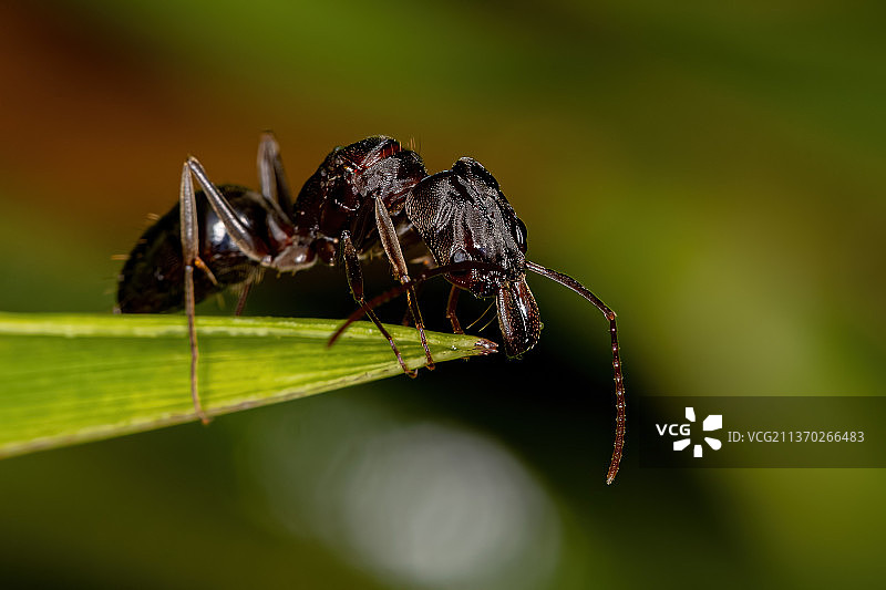 成年雌性齿颚蚁蚁后特写图片素材