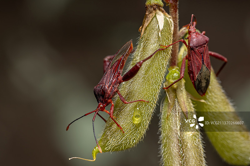 成年叶足缘椿象，植物上的昆虫特写图片素材