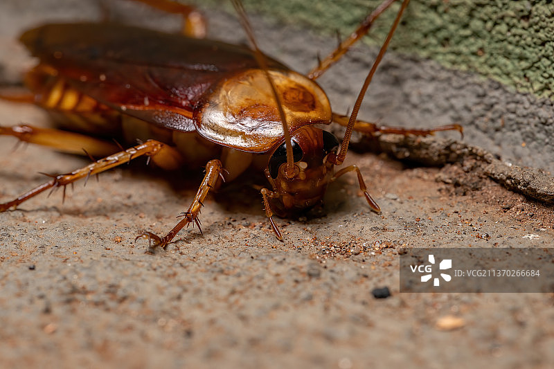 成年美洲大蠊地面昆虫特写图片素材