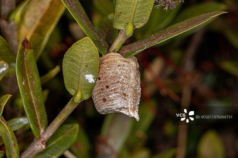冰冻植物特写图片素材