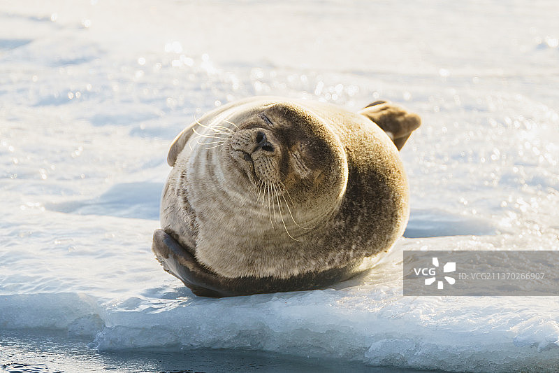 北极熊特写图片素材