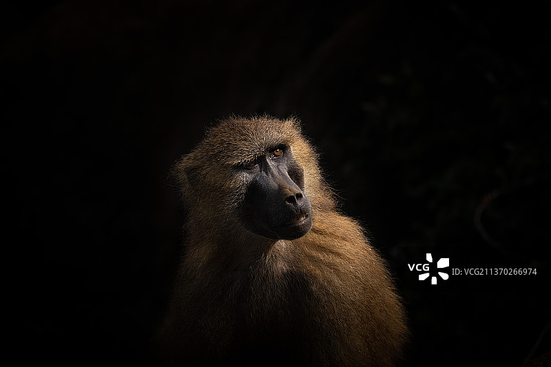 西班牙卡巴尔塞诺公园的几内亚狒狒特写，背景为黑色，坎塔布里亚图片素材