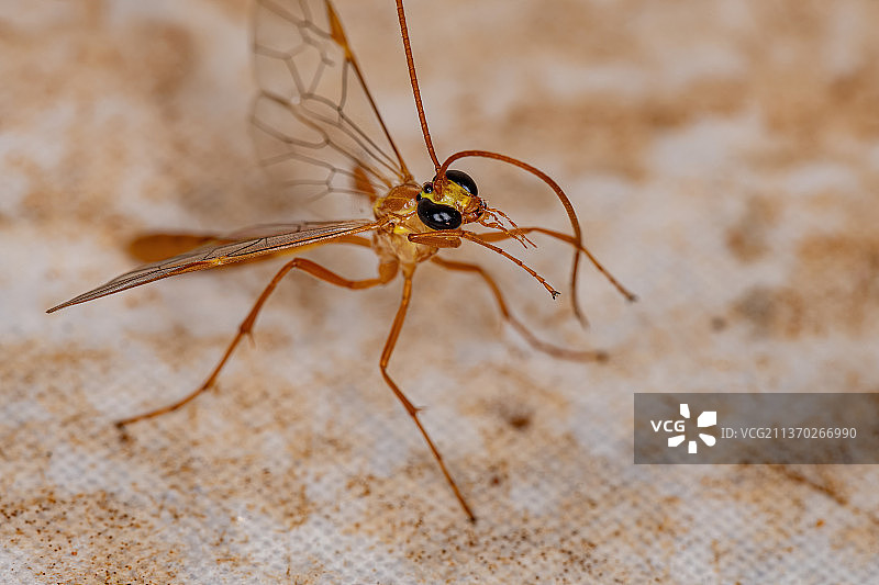 短尾姬蜂特写图片素材