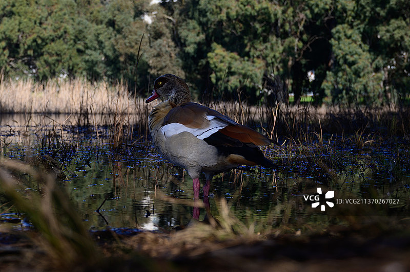 美丽的埃及鹅在内坦亚冬季湖面上飞翔图片素材