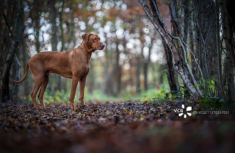 我的大男孩，纯种拉布拉多猎犬站在波兰森林的人行道上的侧视图图片素材