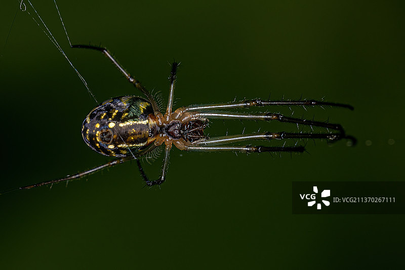 小型果园蜘蛛，网上蜘蛛的特写镜头图片素材