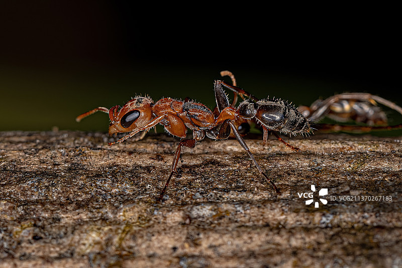 成年雌性树枝蚁，岩石上的昆虫特写图片素材