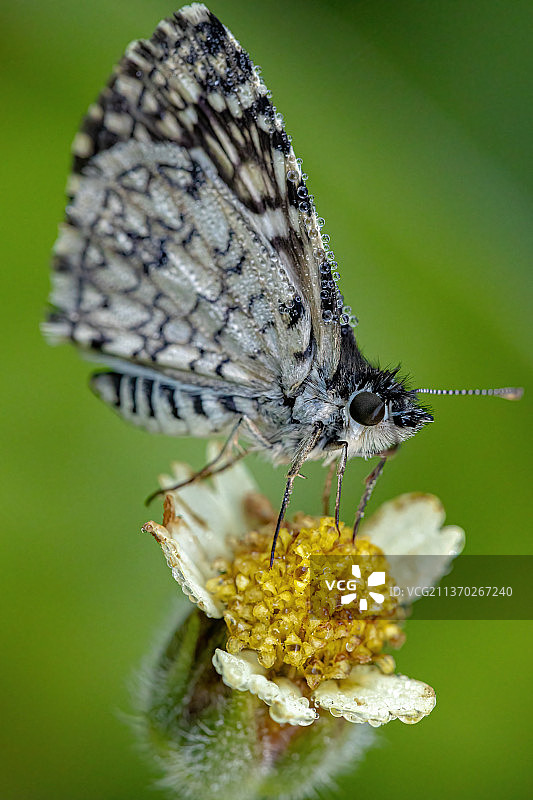 成年奥克斯棋盘 Skipper 蛾，蝴蝶在花上授粉特写图片素材
