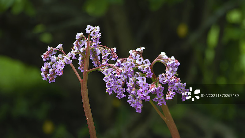 西伯利亚茶紫色开花植物特写，爱沙尼亚图片素材
