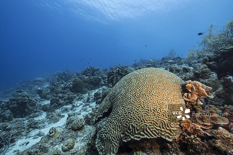鱼在海里游泳的特写图片素材