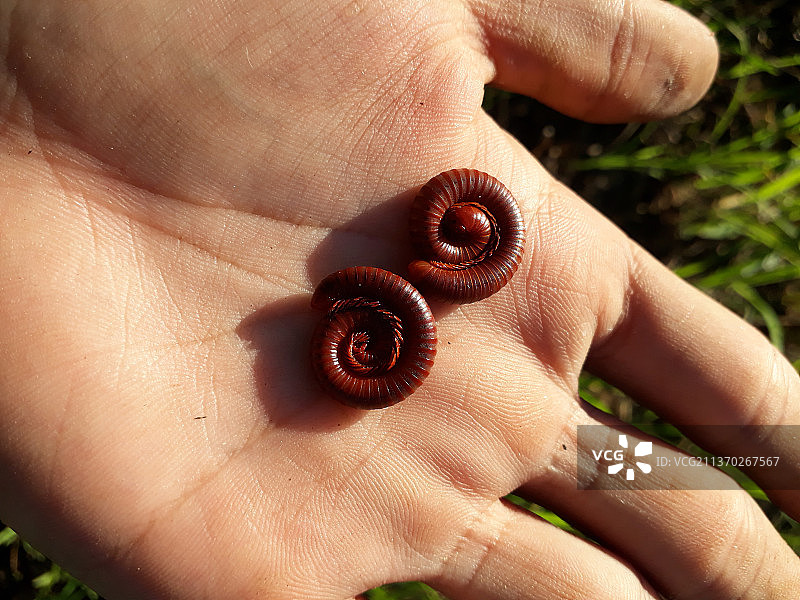 裁剪的手拿着坚果，越南图片素材