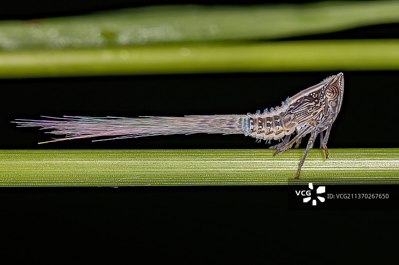 成年绿色飞虱昆虫，叶子上昆虫特写图片素材