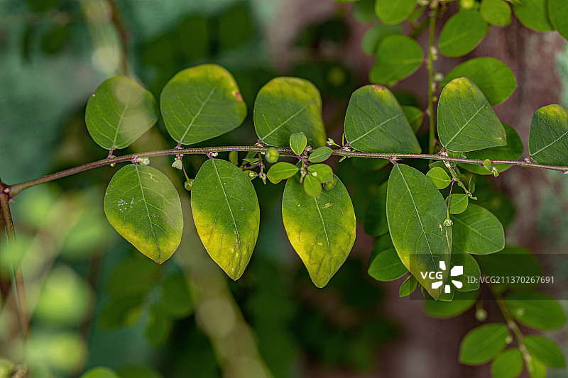 马斯克林岛叶下花植物，植物绿色叶子的特写图片素材
