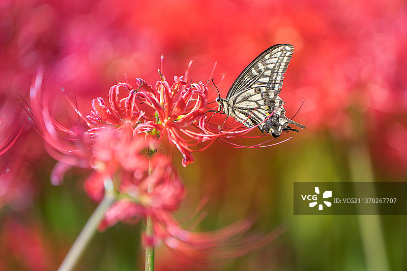蝴蝶，蝴蝶在红花上授粉的特写图片素材