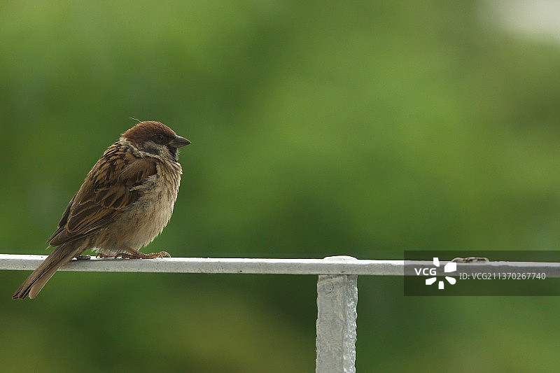 家麻雀特写，知更鸟栖息在栏杆上，考纳斯，立陶宛图片素材