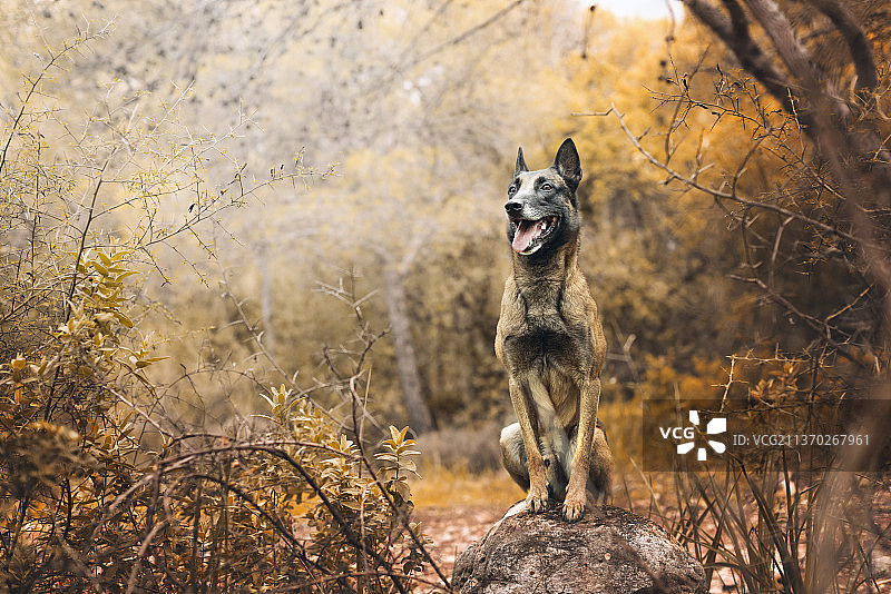 田野岩石上快乐的马利诺斯犬壁纸图片素材