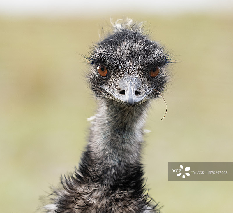 鸸鹋特写，瑞士的猫鼬特写图片素材