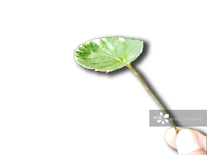 手持树叶特写，白色背景，印度尼西亚图片素材