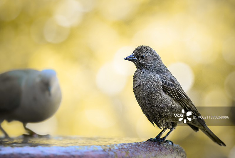 暂停的闪亮牛鹂，栖息在木头上的鸣禽特写，智利圣地亚哥图片素材