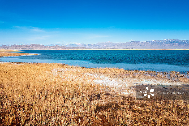 青海海西州小柴旦湖芦苇草丛湿地自然风光图片素材