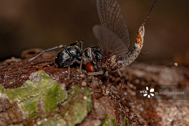 成年跳蛛，植物上的昆虫特写图片素材