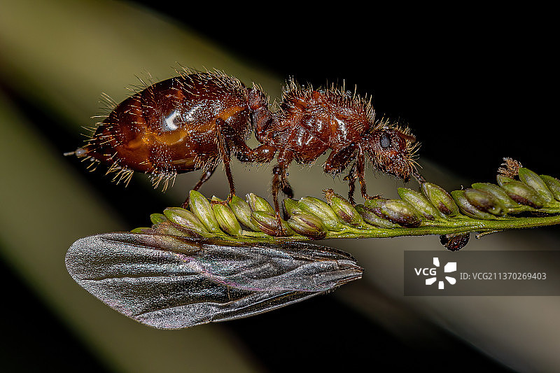成年雌性有翼鸡尾酒蚁后图片素材