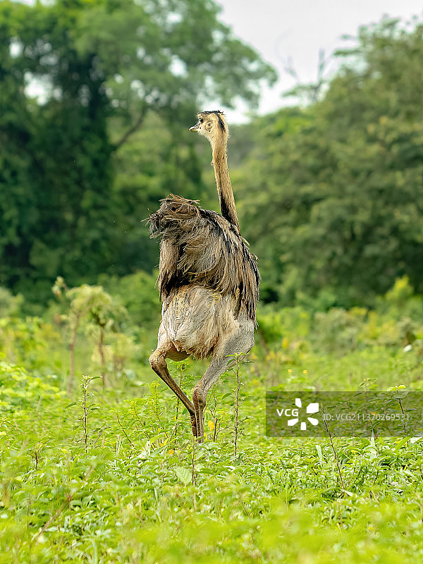 成年大美洲鸵，栖息在草地上的鸵鸟特写图片素材