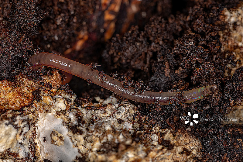 小型蚯蚓，岩石上的蜥蜴图片素材