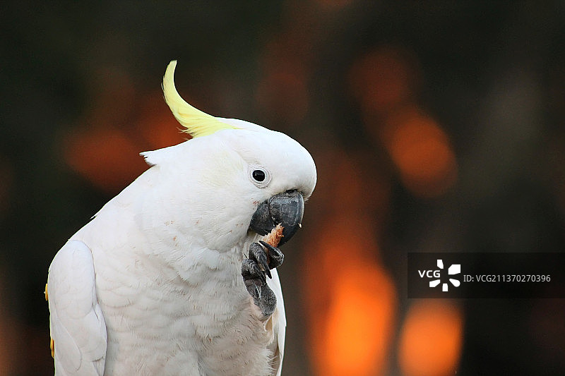 凤头鹦鹉特写，澳大利亚新南威尔士州百年纪念公园图片素材