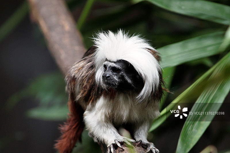 树上的狗的特写图片素材