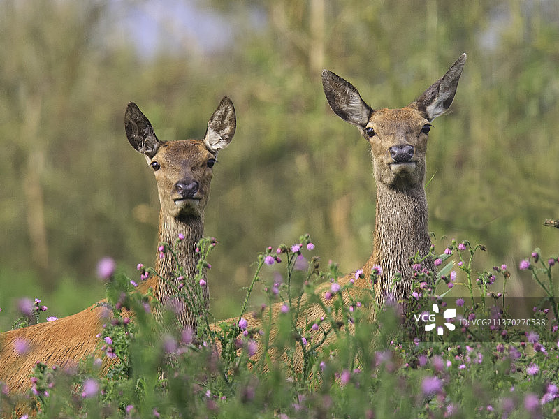 荷兰奥斯特瓦德斯普拉森站在植物中的鹿的特写图片素材