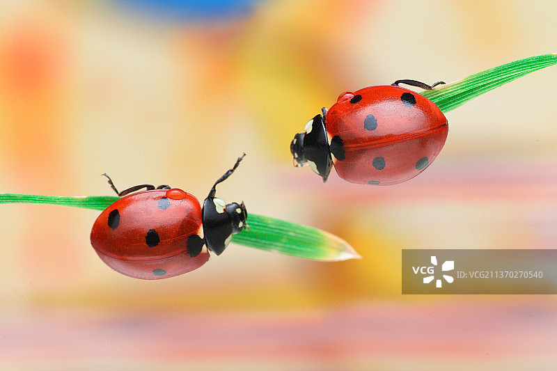 黄色背景上的瓢虫特写图片素材