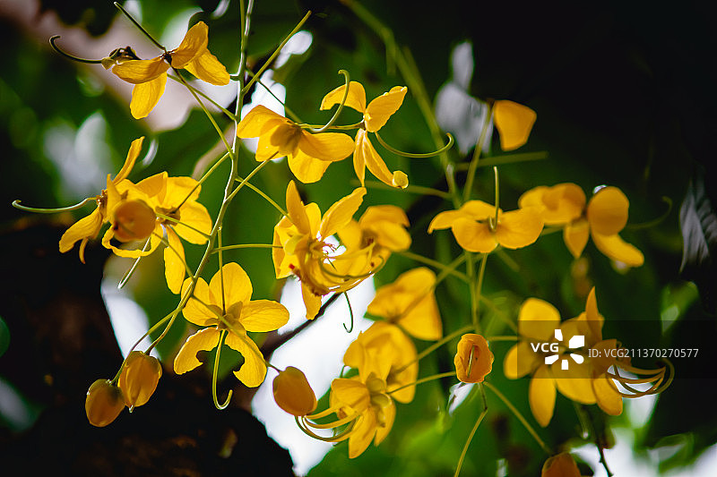 腊肠树，黄色植物特写，印度图片素材
