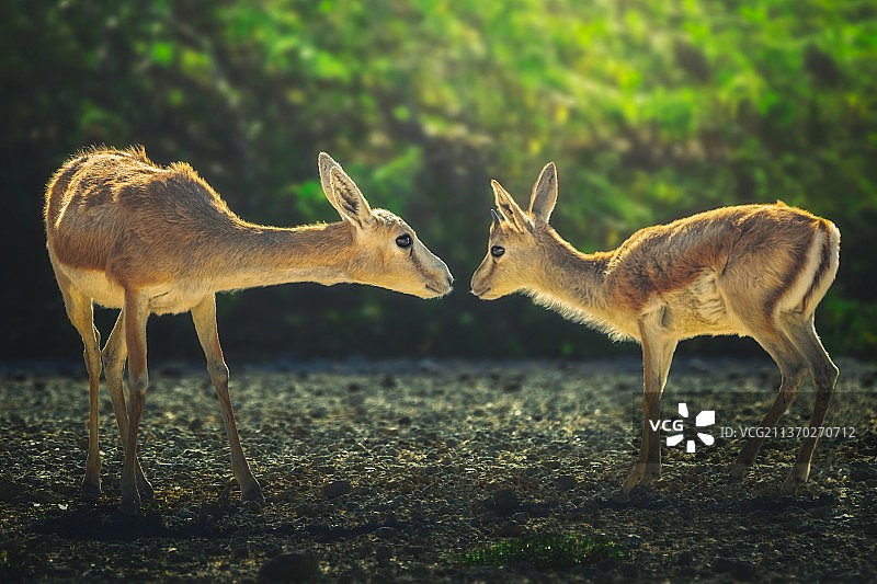 我可以成为你的朋友吗？站在田野上的鹿的侧视图图片素材