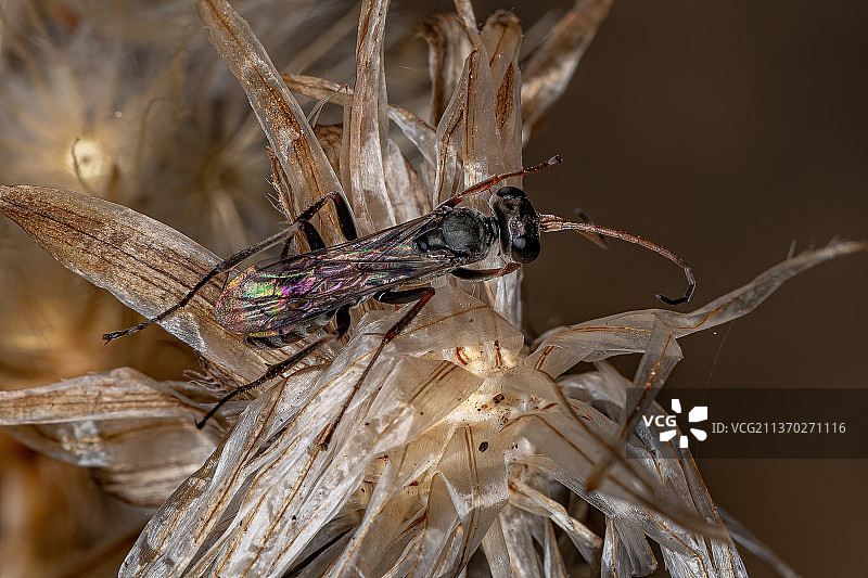 植物上的姬蜂特写图片素材