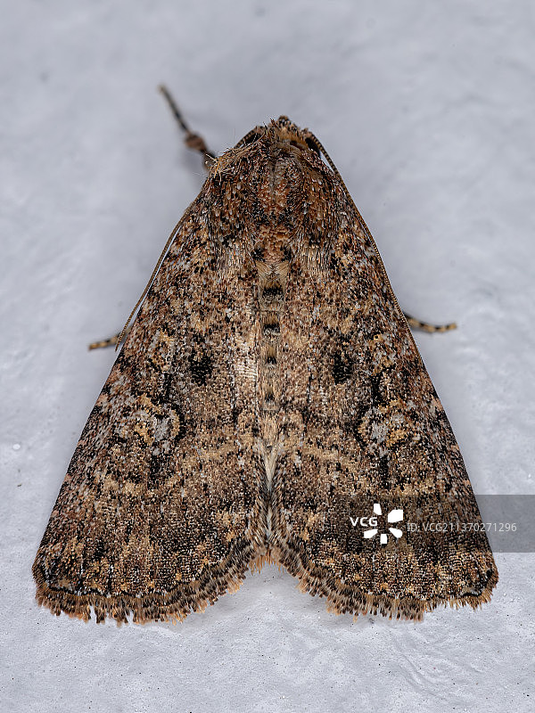 成年棕色飞蛾，大理石上的蝴蝶特写图片素材