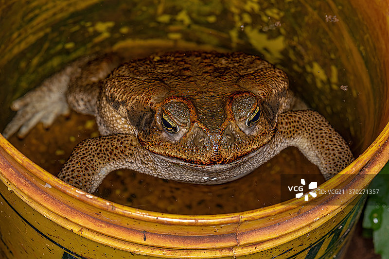 库鲁鲁蟾蜍特写图片素材