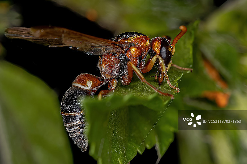 成年陶 wasp，昆虫在树叶上的特写图片素材