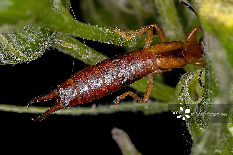 成年铗蠓，植物茎上的昆虫特写图片素材