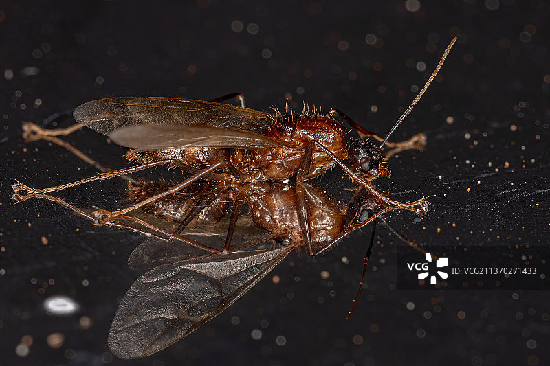 成年雄性有翅木匠蚂蚁特写图片素材