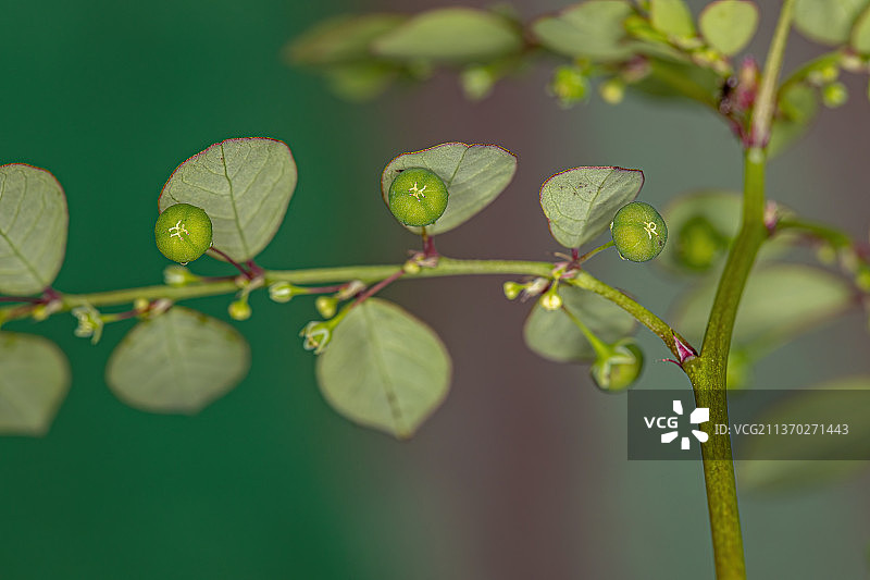 马斯克林岛叶下花植物，叶子上雨滴的特写图片素材
