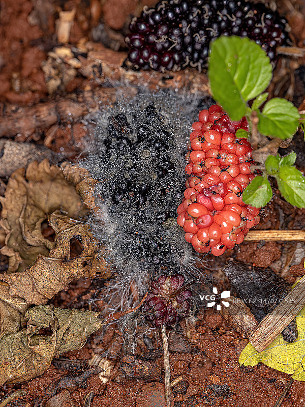 处于分解状态的成熟桑葚果实图片素材