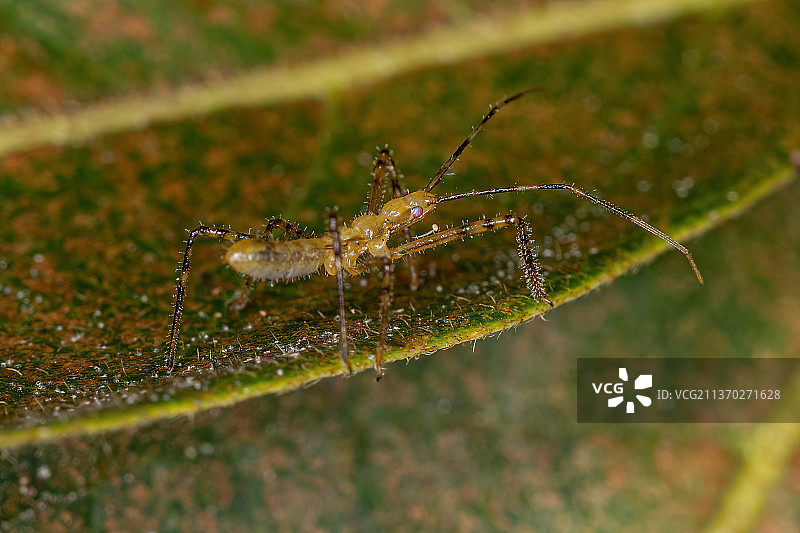 猎蝽若虫，特写蜘蛛网图片素材