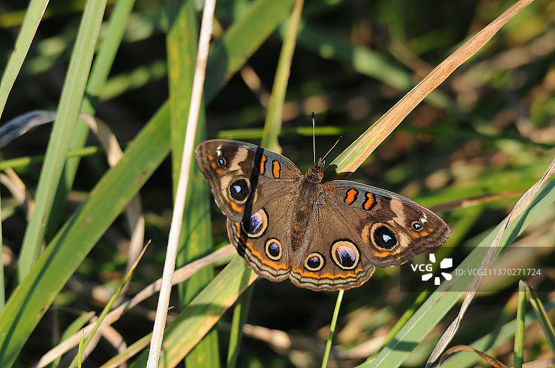 美国La Bagh Woods的七叶树眼蝶图片素材