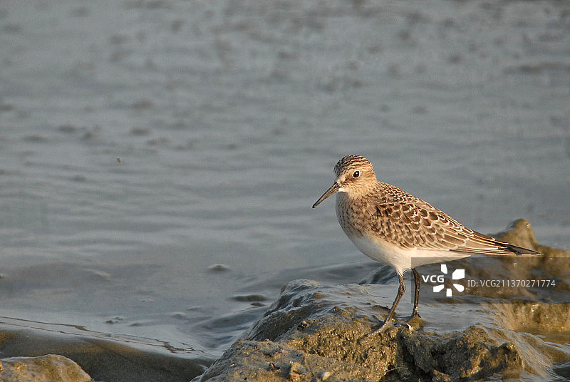 拜氏鹬在海滩岸边栖息的特写，美国蒙特罗斯角鸟类保护区图片素材