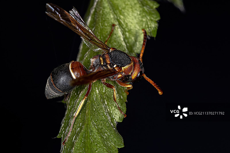成年陶工胡蜂，黑色背景下叶子上的昆虫特写图片素材