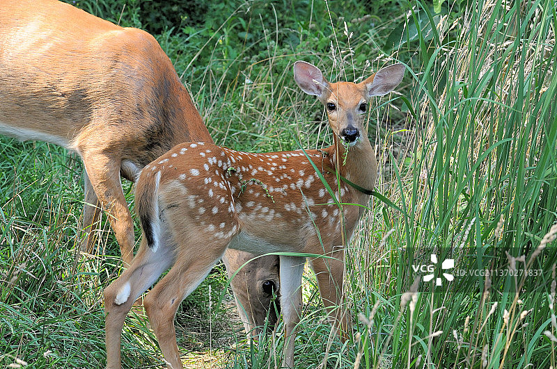 站立在田野上的小鹿图片素材