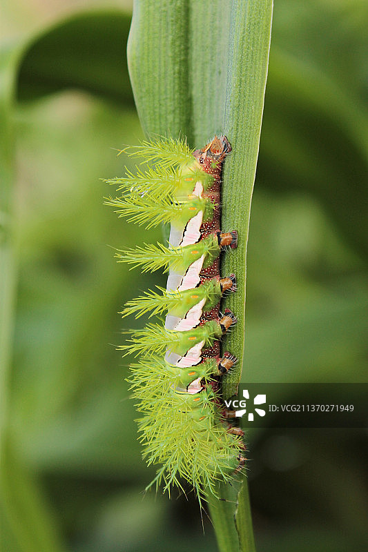 美丽而危险的巴西植物上的毛毛虫特写图片素材
