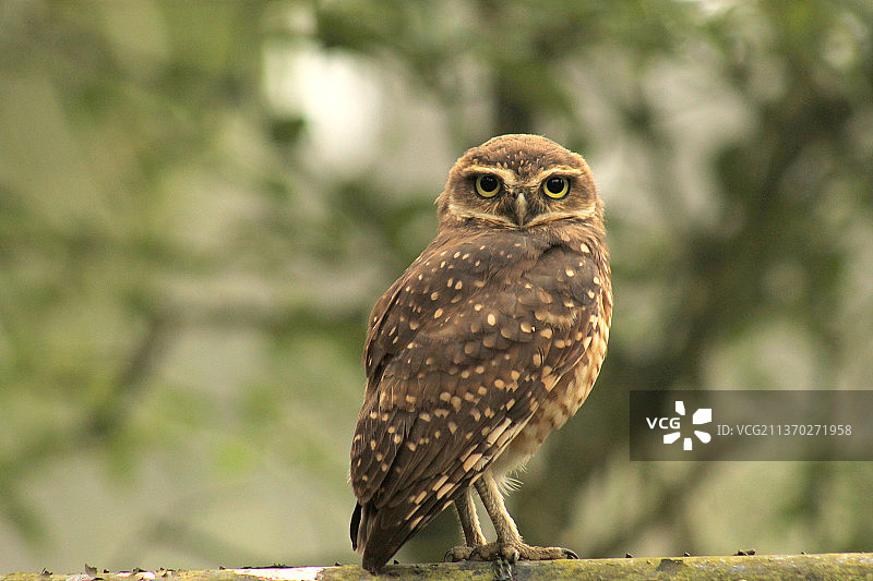巴西木头上的穴鸮特写肖像图片素材